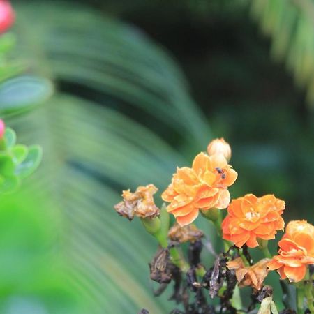 Bed and Breakfast Recanto Do Covico Aratuba Exterior foto